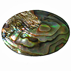 paua muschel (haliotis iris)